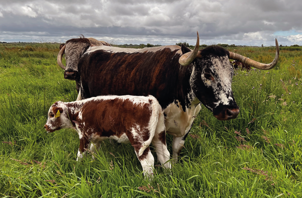 A cow's role maintaining our wetlands